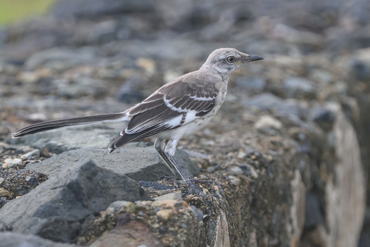 Northern Mockingbird - ML642900333
