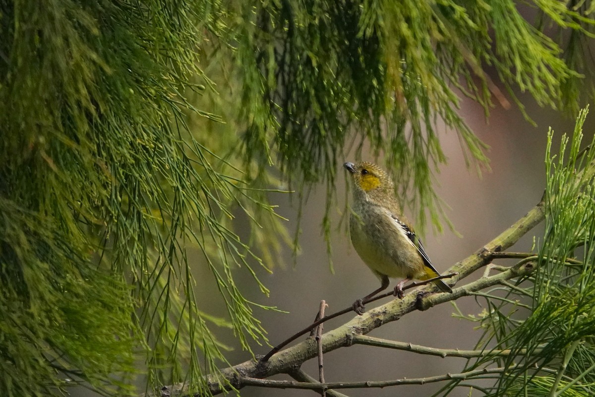 Forty-spotted Pardalote - ML642900335