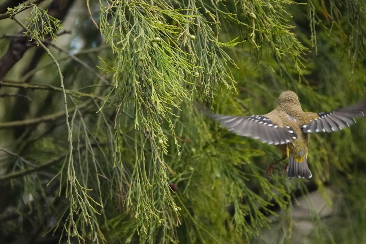 Forty-spotted Pardalote - ML642900336