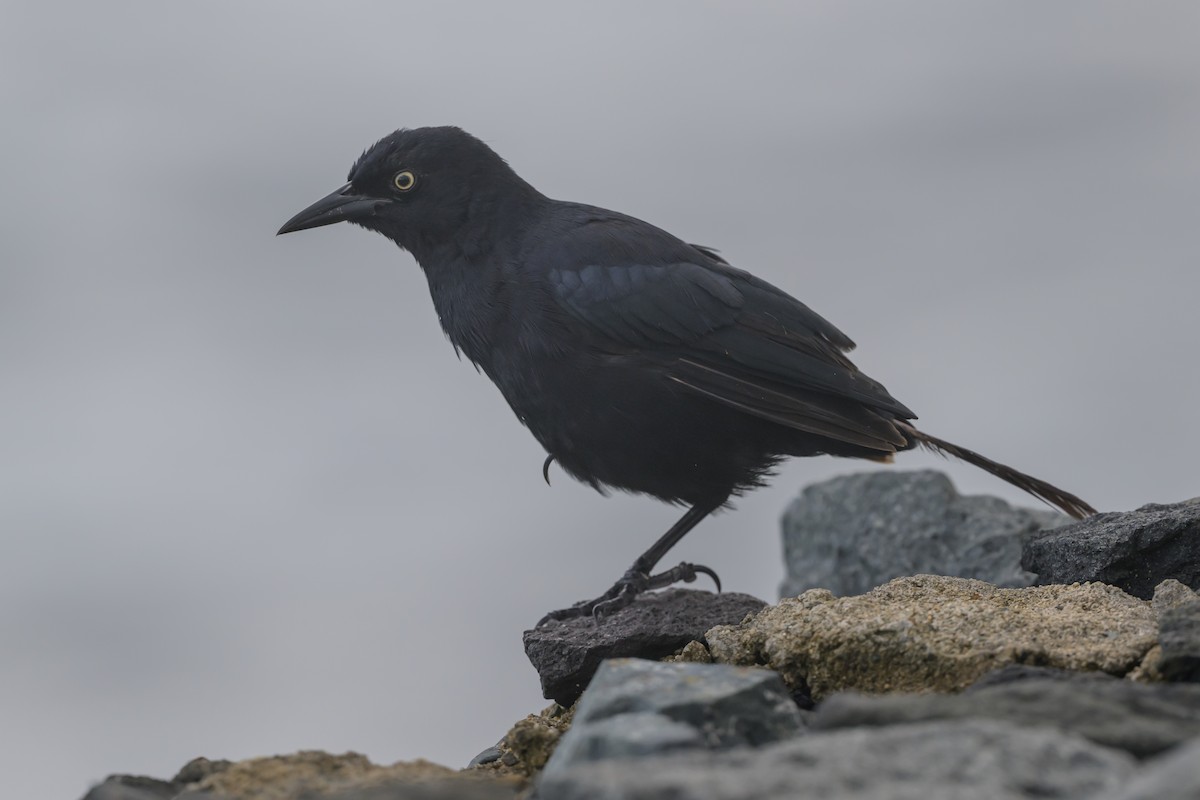 Greater Antillean Grackle - ML642900337