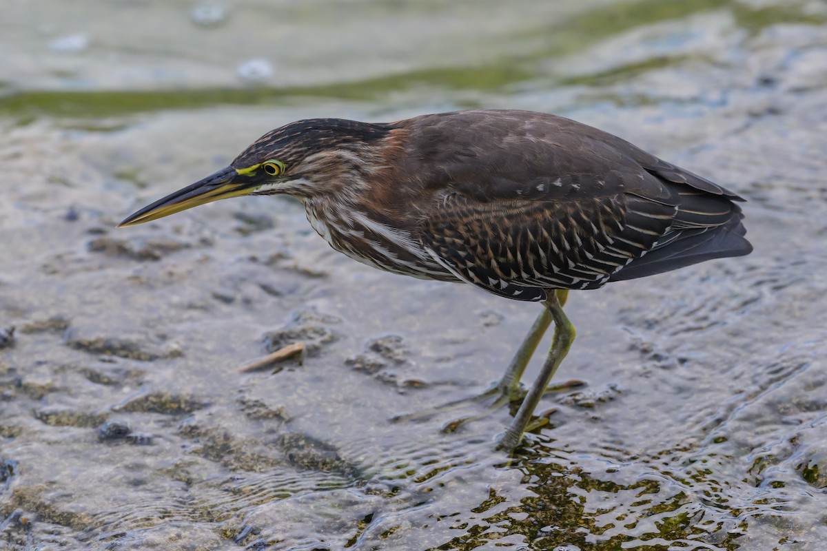 Green Heron - ML642900338