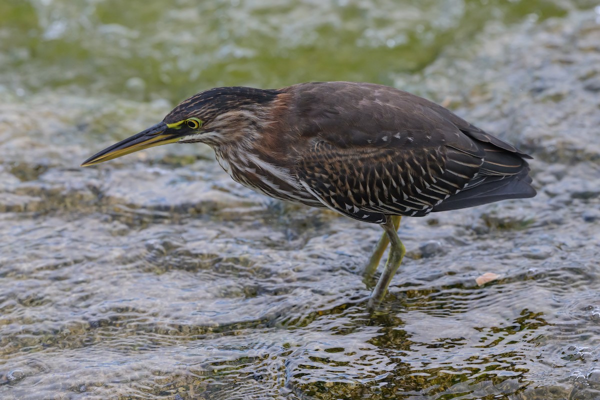 Green Heron - ML642900339