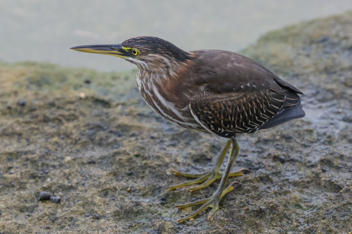 Green Heron - ML642900340