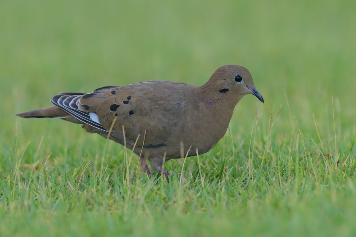 Zenaida Dove - ML642900342