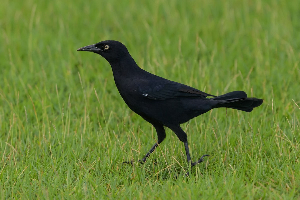 Greater Antillean Grackle - ML642900343
