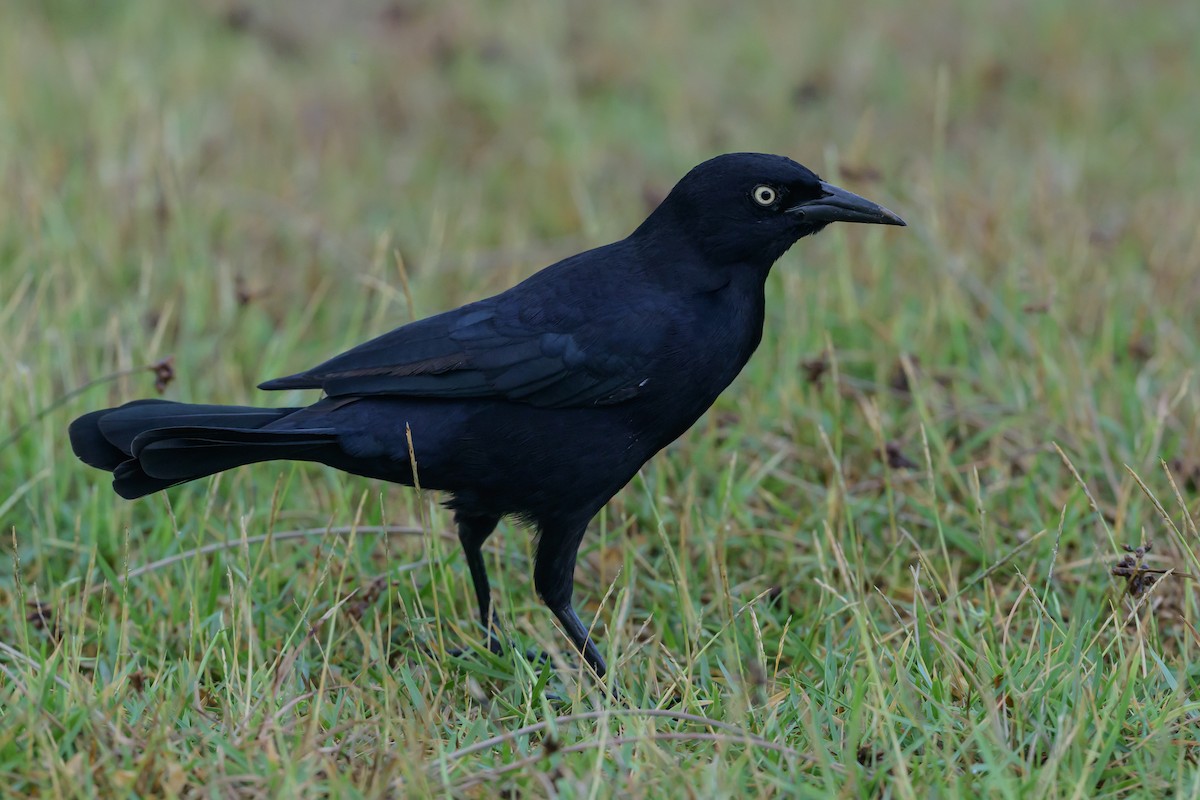 Greater Antillean Grackle - ML642900344
