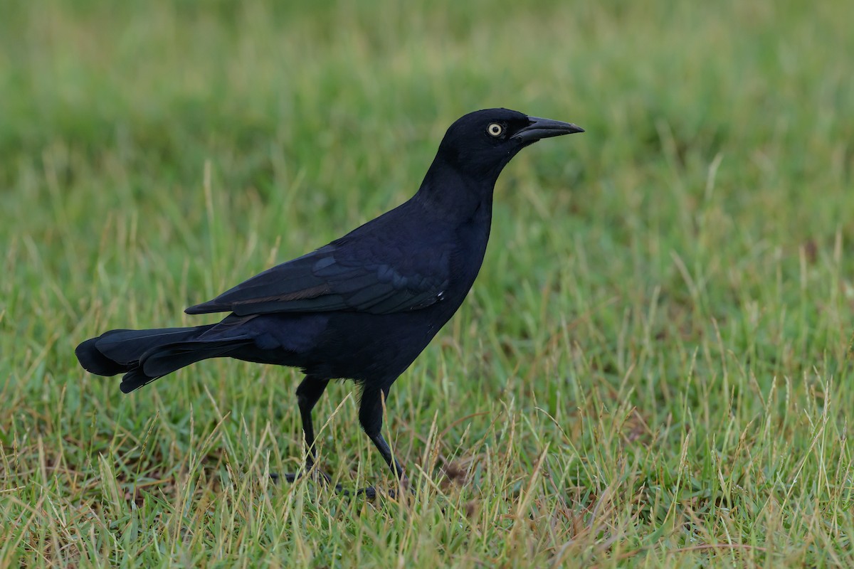 Greater Antillean Grackle - ML642900345