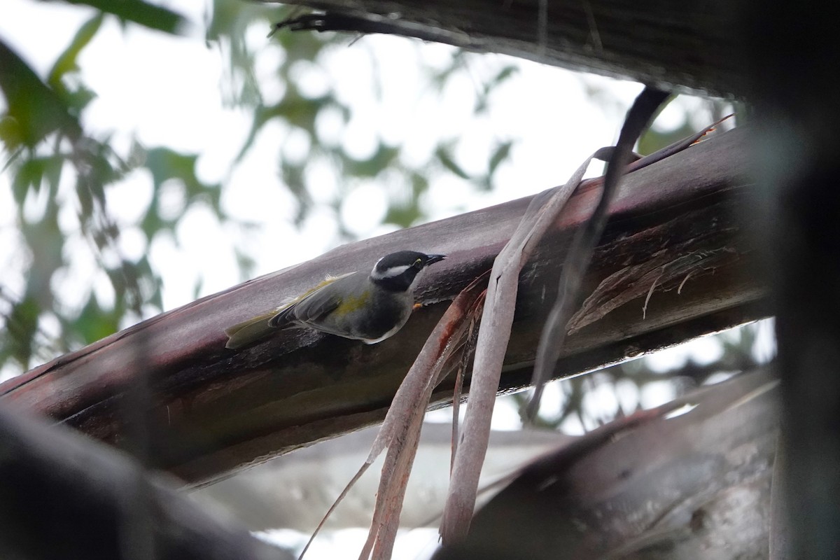 Strong-billed Honeyeater - ML642900352