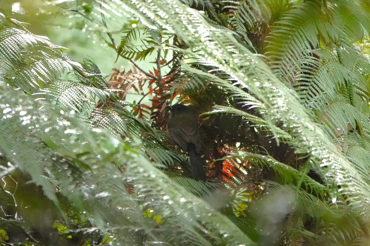 Olive Whistler - ML642900357