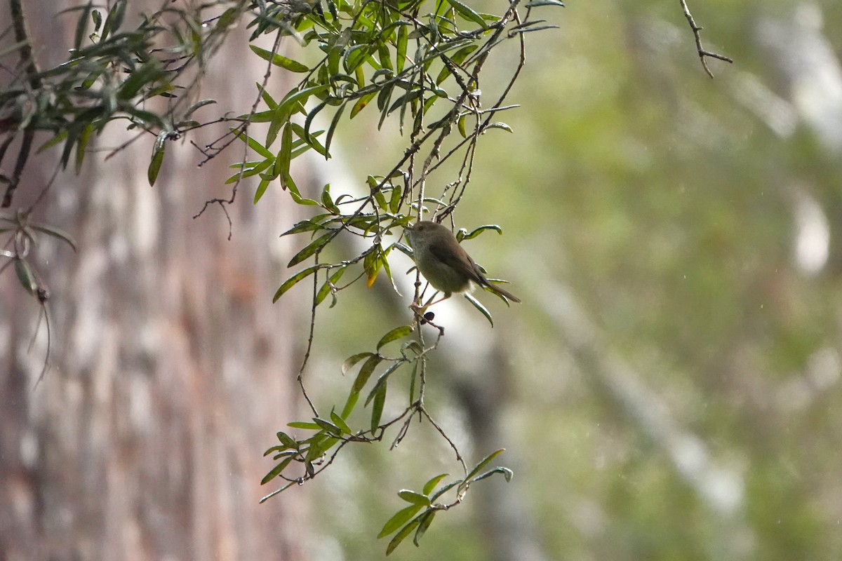 Tasmanian Thornbill - ML642900363