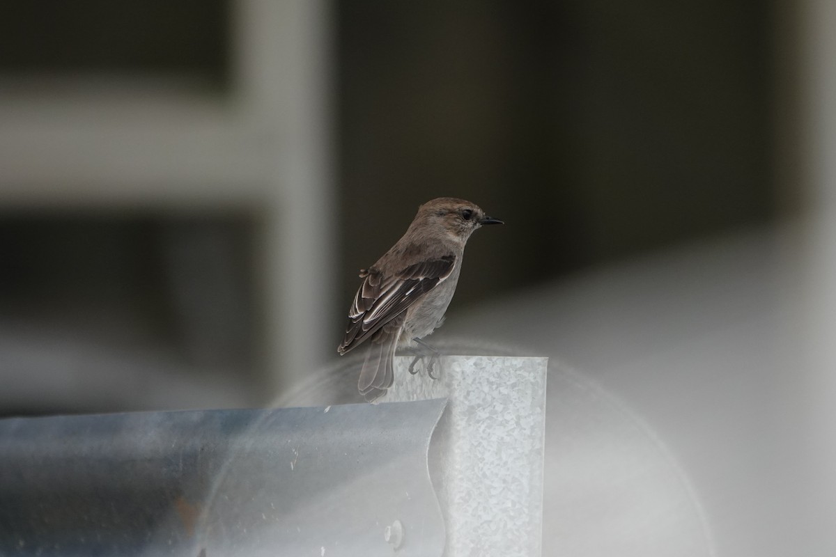 Dusky Robin - ML642900373