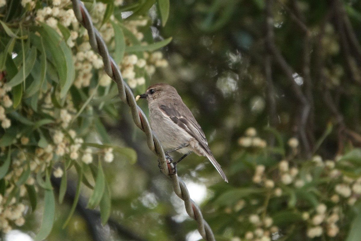 Dusky Robin - ML642900374