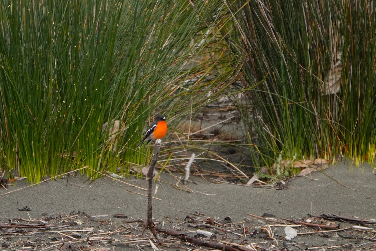 Flame Robin - ML642900382