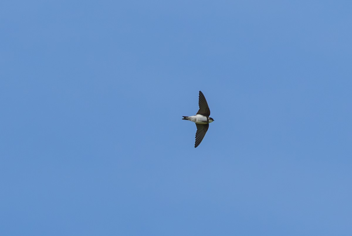 Bank Swallow - ML642900392