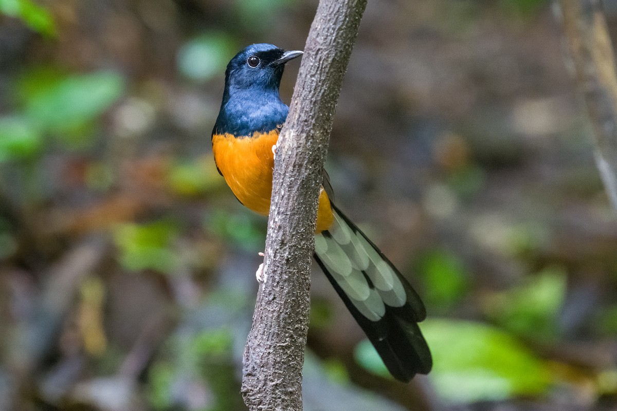 White-rumped Shama - ML642900393