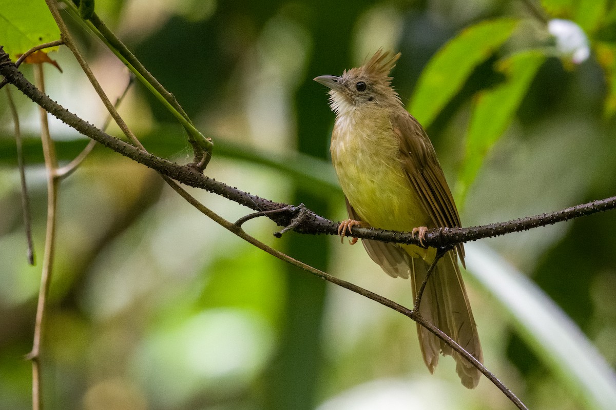 Puff-throated Bulbul - ML642900406
