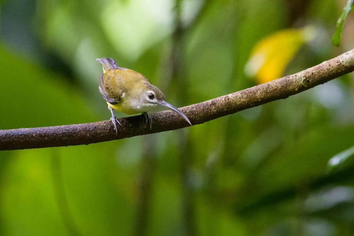 Little Spiderhunter - ML642900407