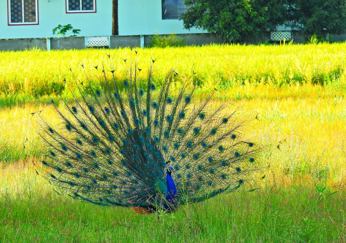 Indian Peafowl - ML642900412