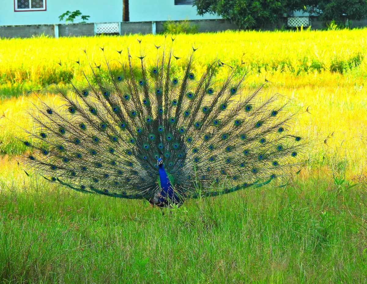 Indian Peafowl - ML642900413