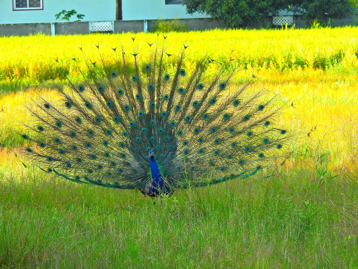 Indian Peafowl - ML642900414