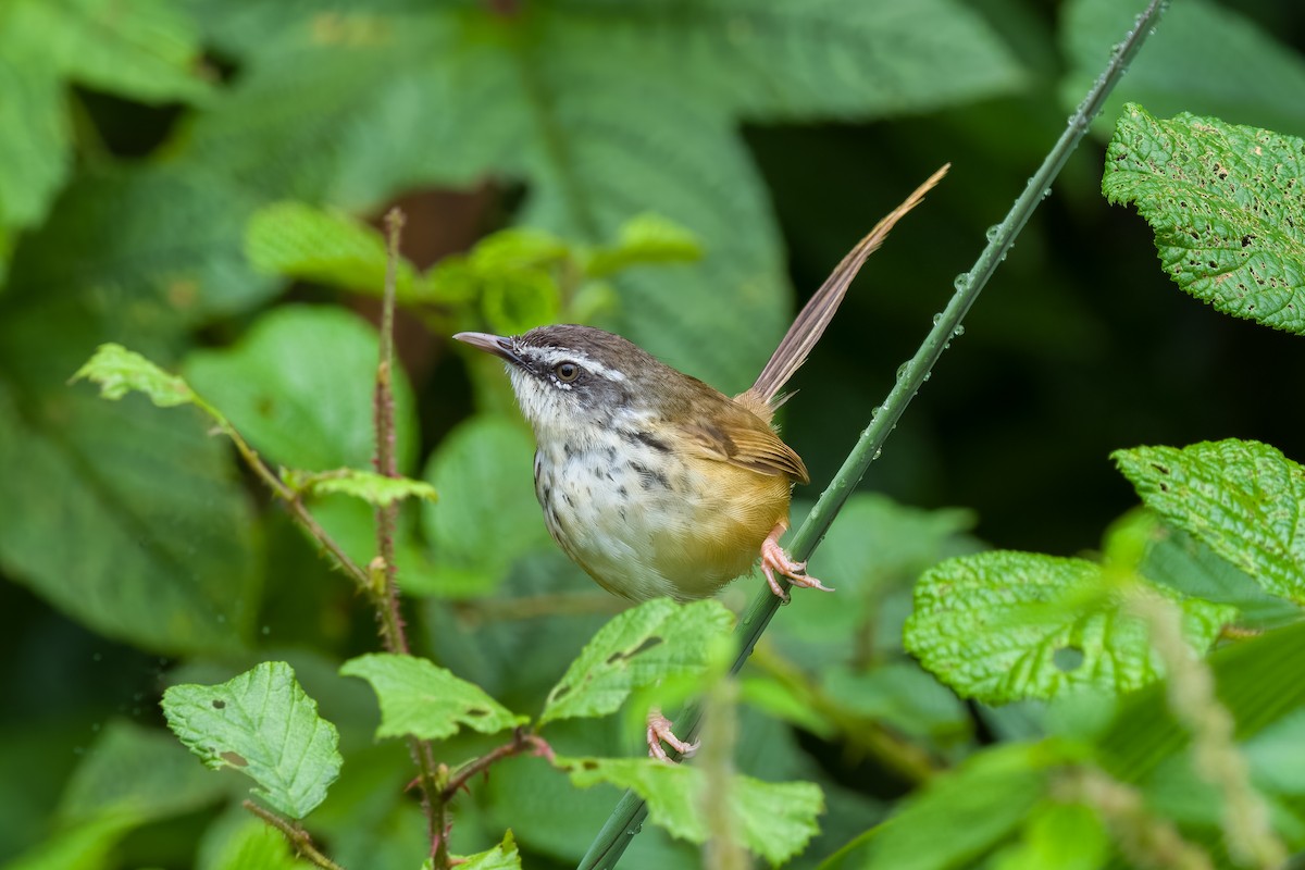 Prinia à sourcils - ML642900417