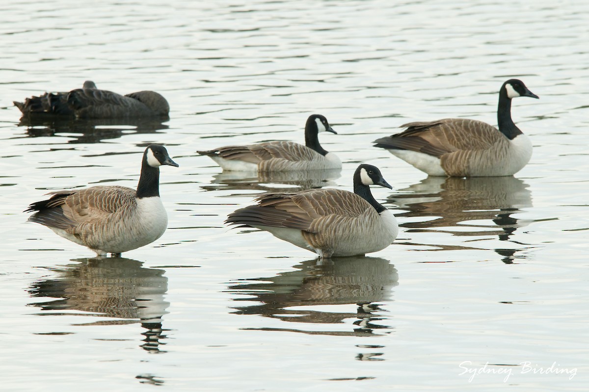 Canada Goose - ML642900418