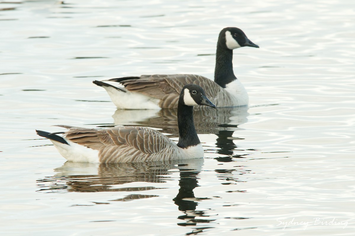 Canada Goose - ML642900419
