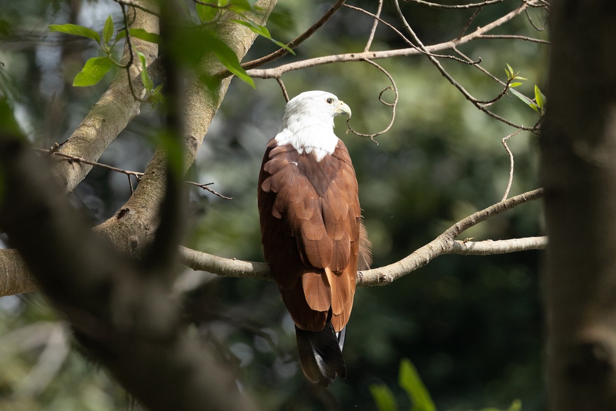 Brahminy Kite - ML642900429