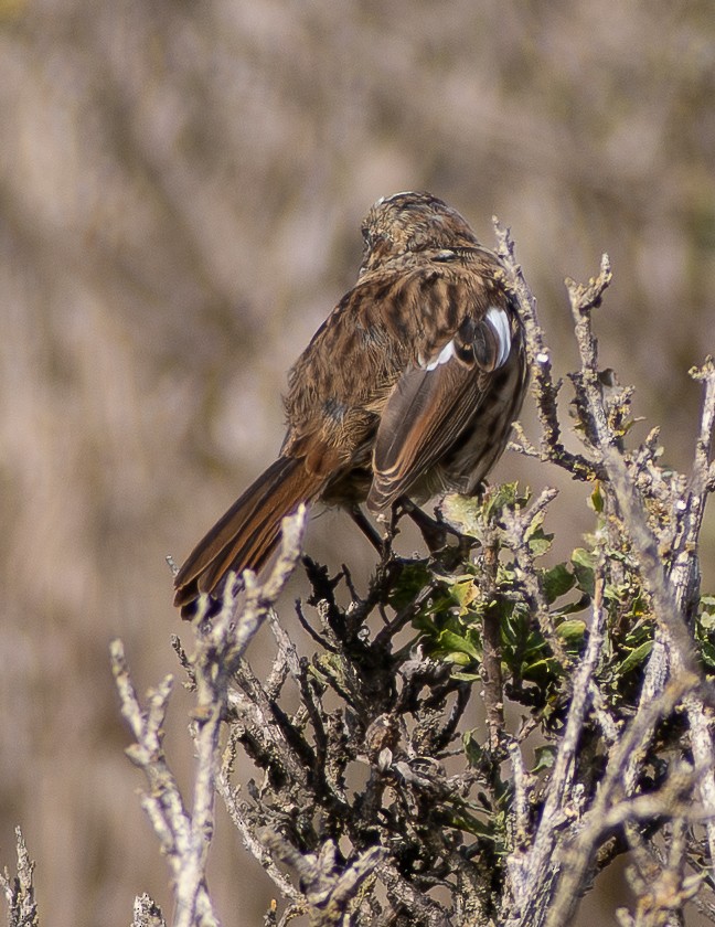 Song Sparrow - ML642900431