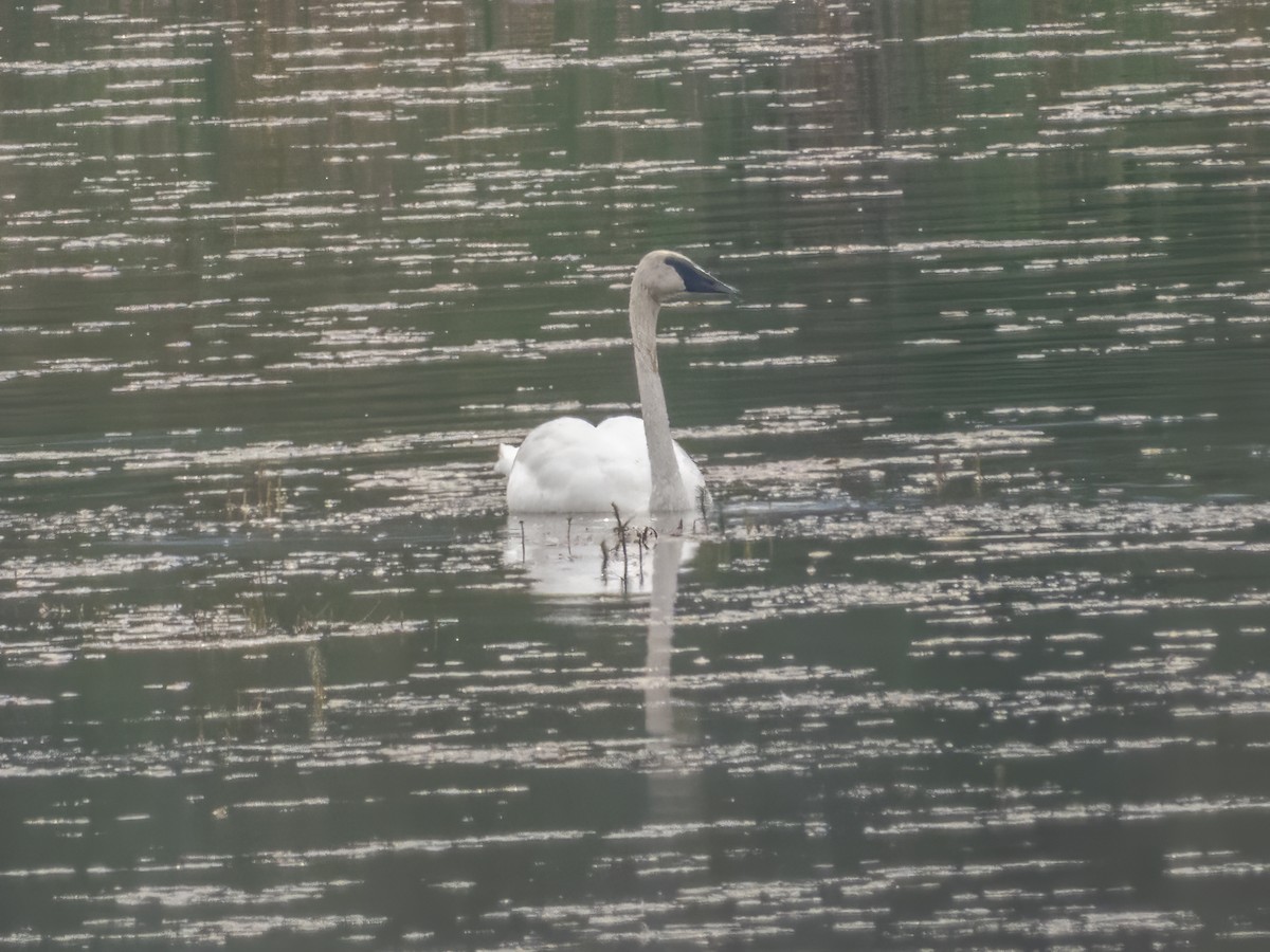 Trumpeter Swan - ML642900445