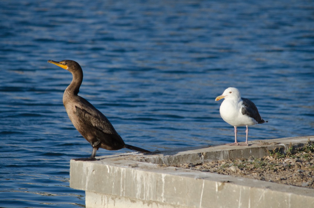 Western Gull - ML642900447
