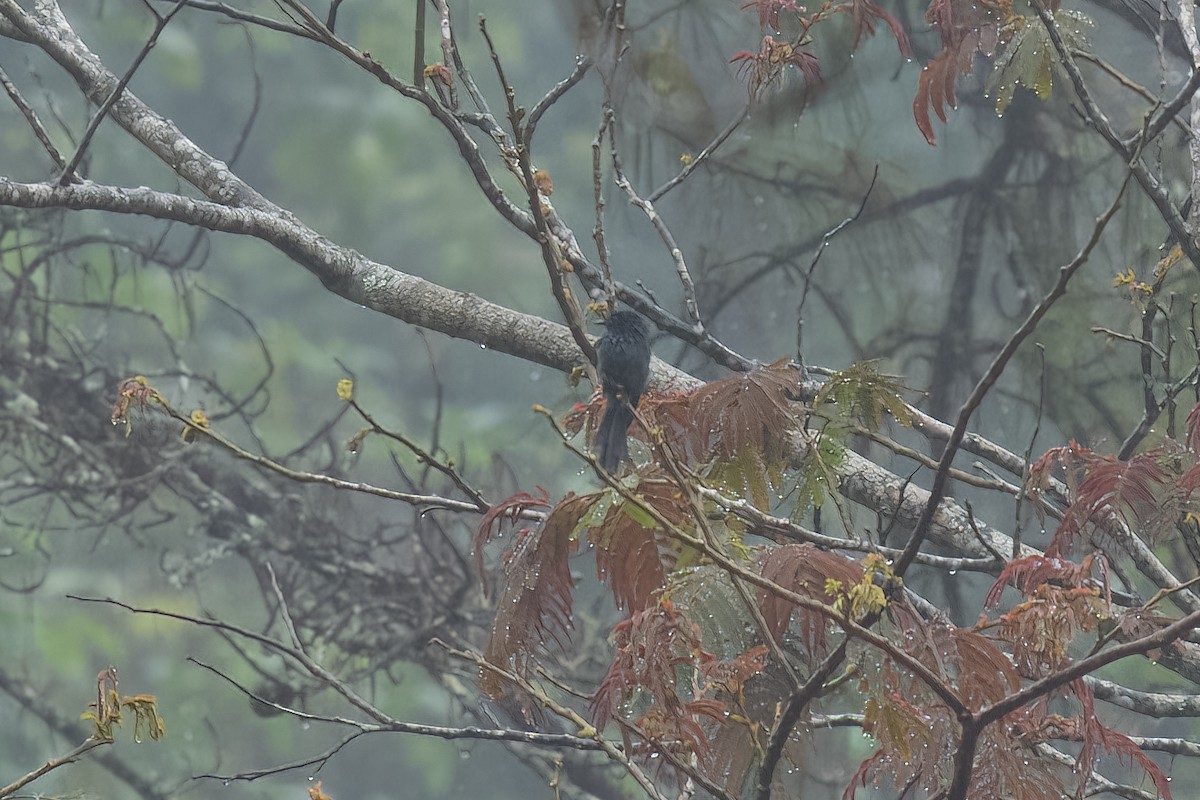 askedrongo - ML642900458