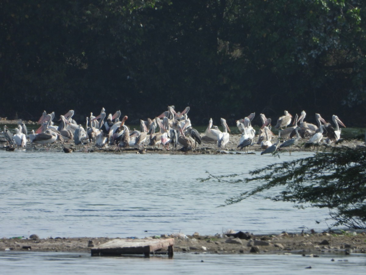 Spot-billed Pelican - ML642900461
