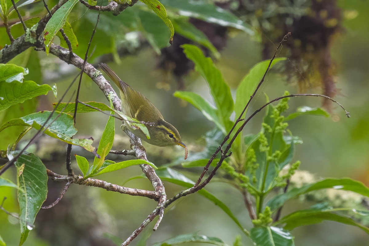 Davison's Leaf Warbler - ML642900465