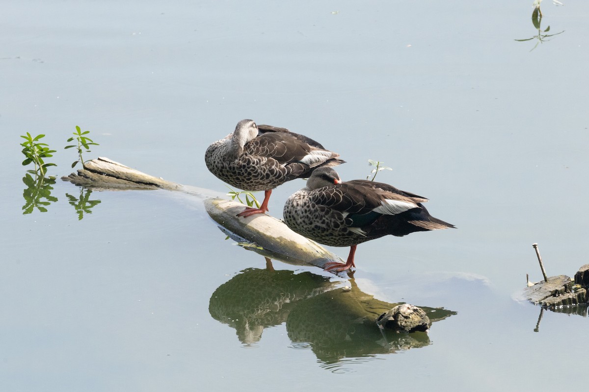 Indian Spot-billed Duck - ML642900478
