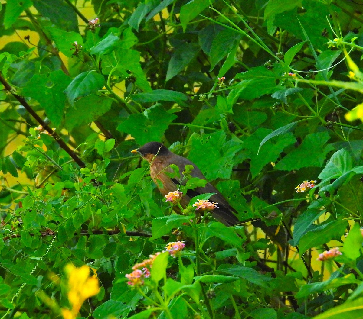Brahminy Starling - ML642900496