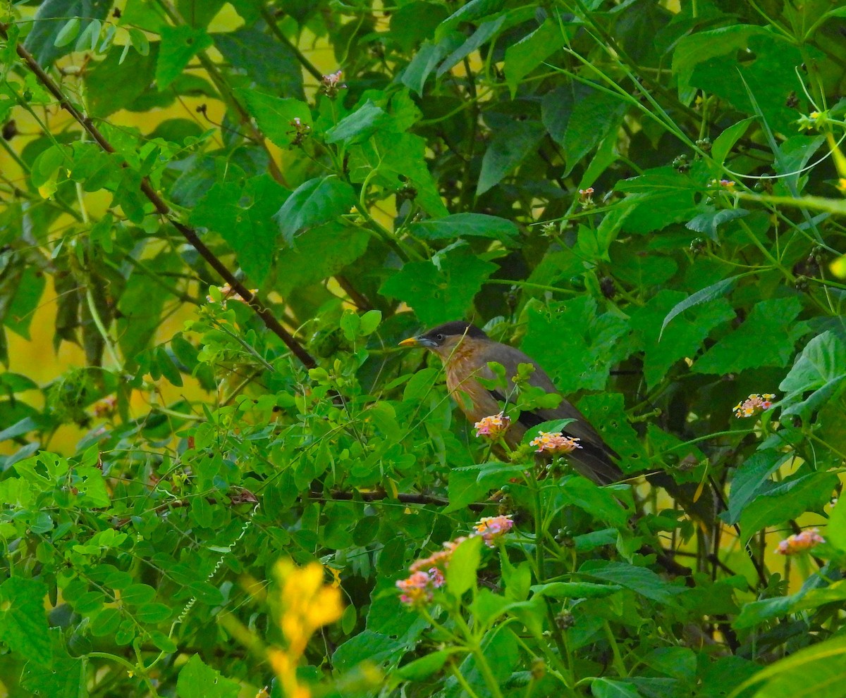 Brahminy Starling - ML642900498