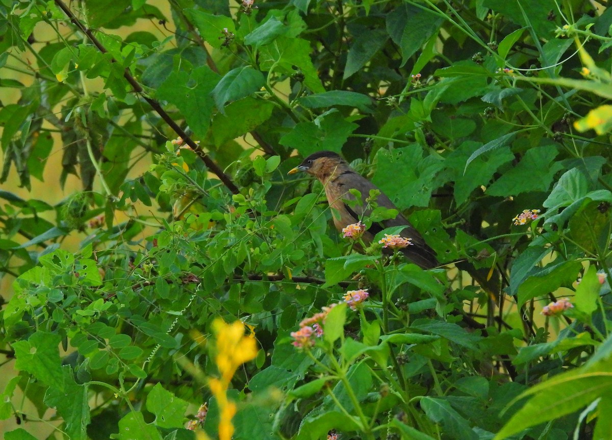 Brahminy Starling - ML642900499