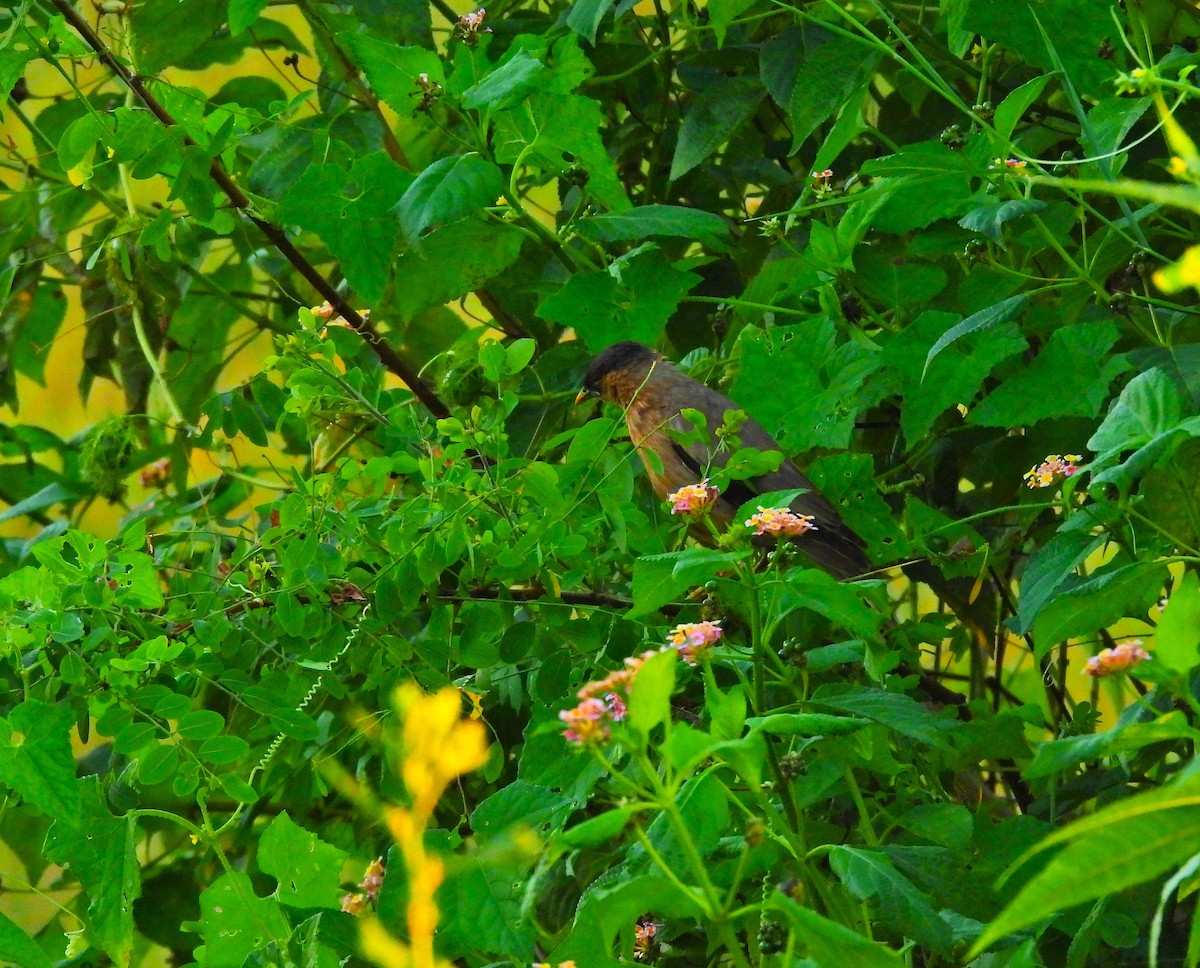 Brahminy Starling - ML642900500