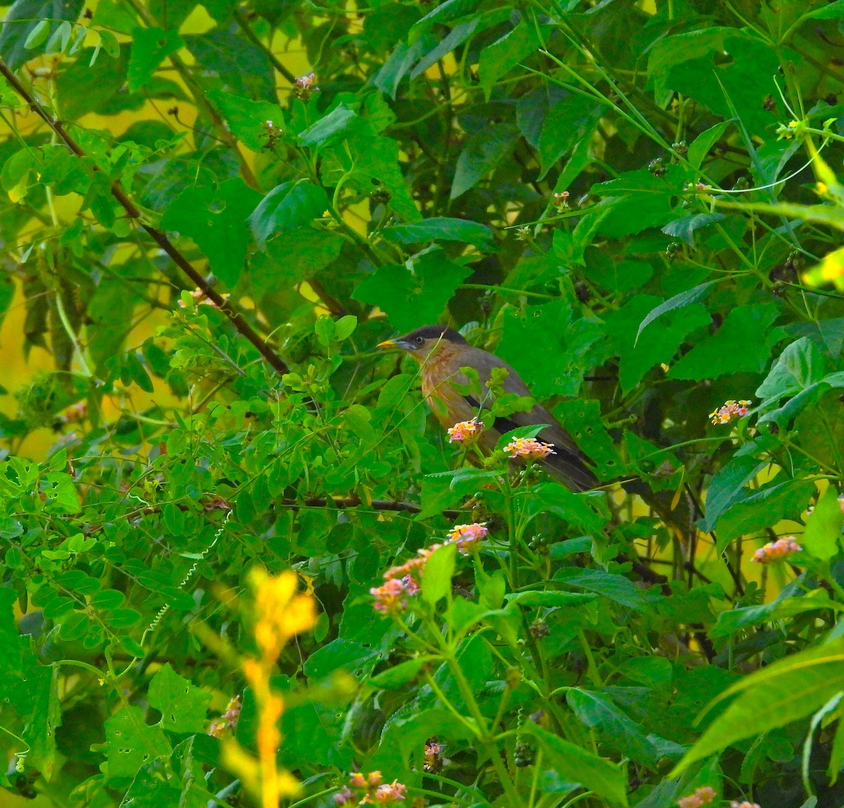Brahminy Starling - ML642900501
