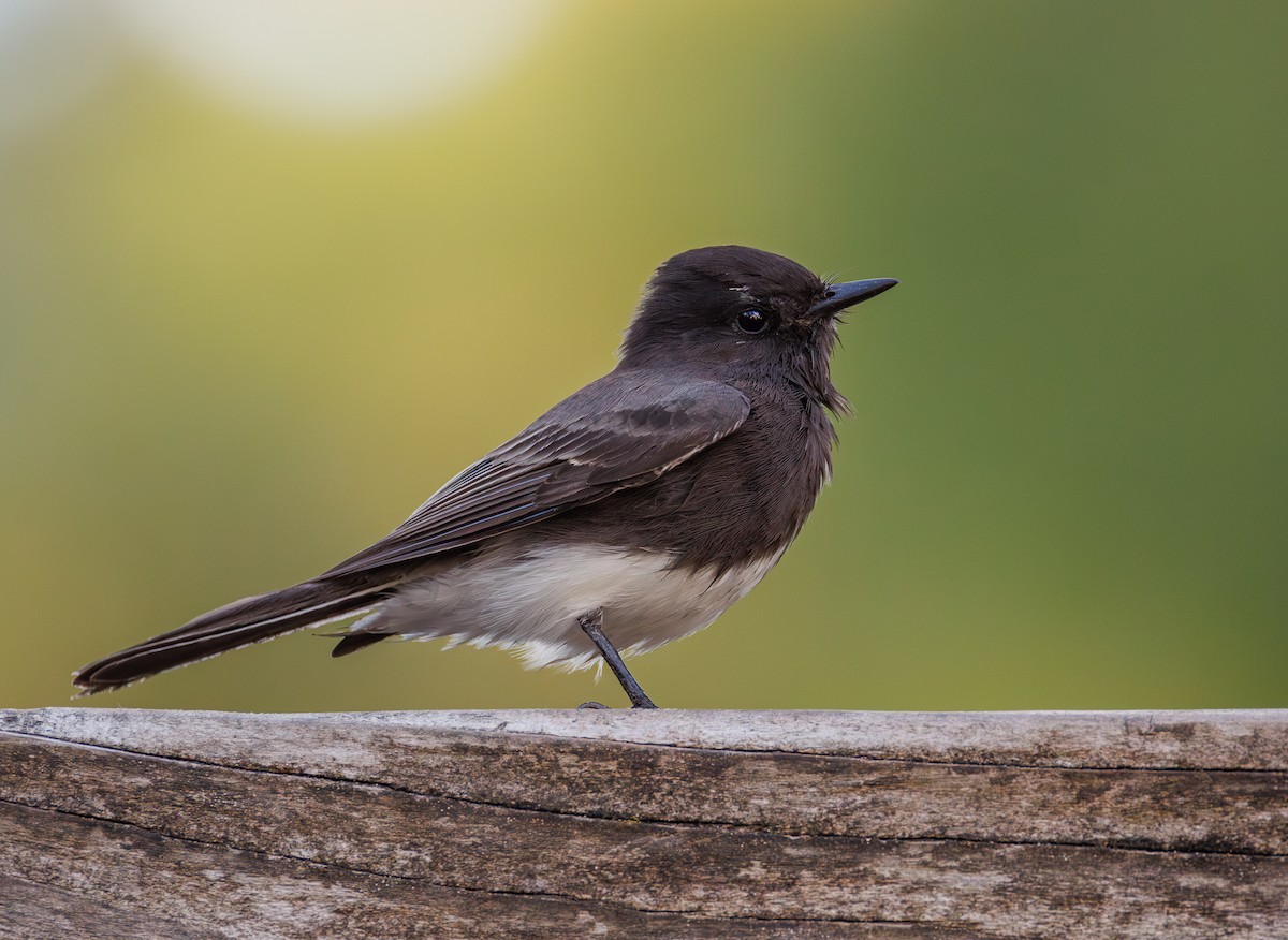 Black Phoebe - ML642900504