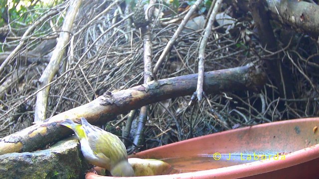 grønnfink - ML642900512