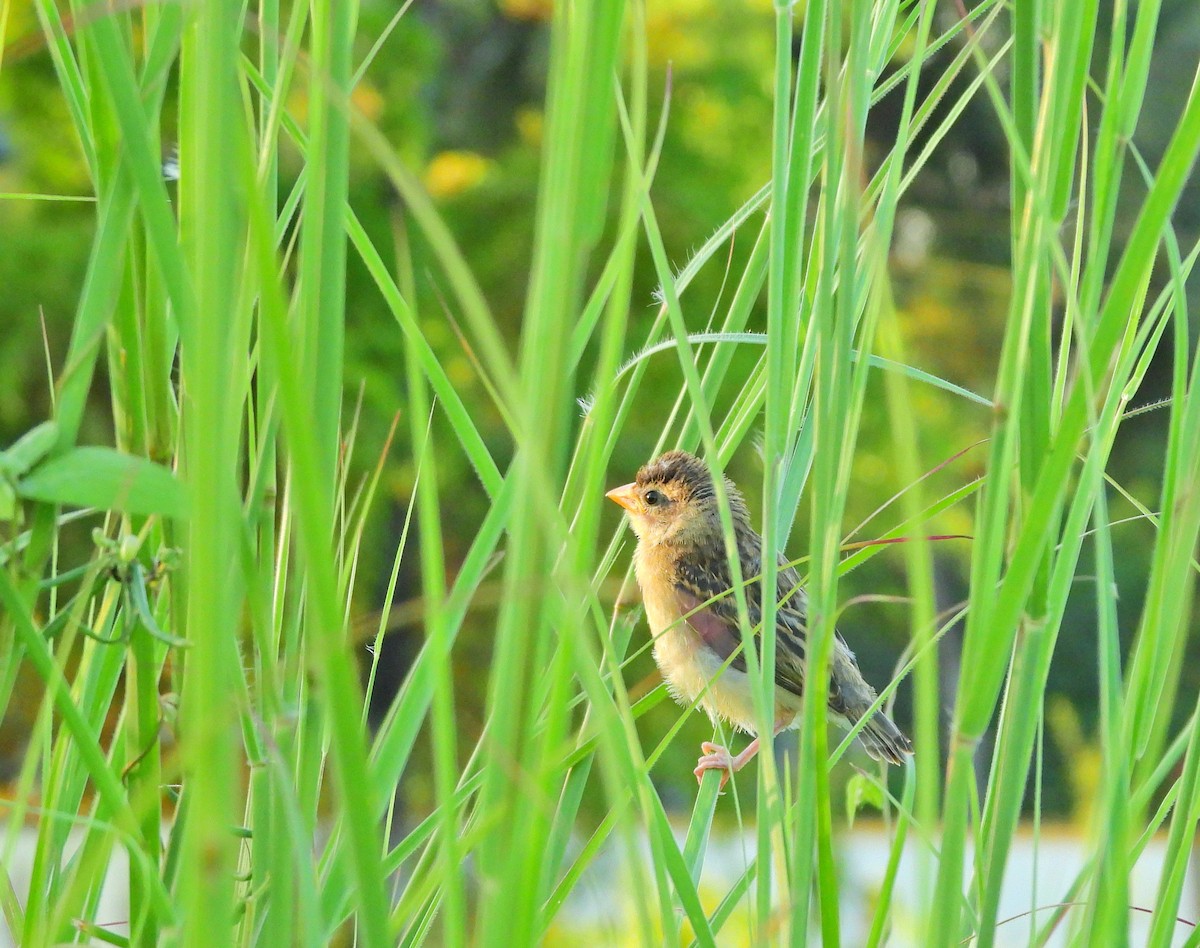 Baya Weaver - ML642900513
