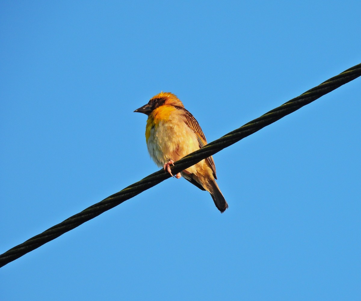 Baya Weaver - ML642900514