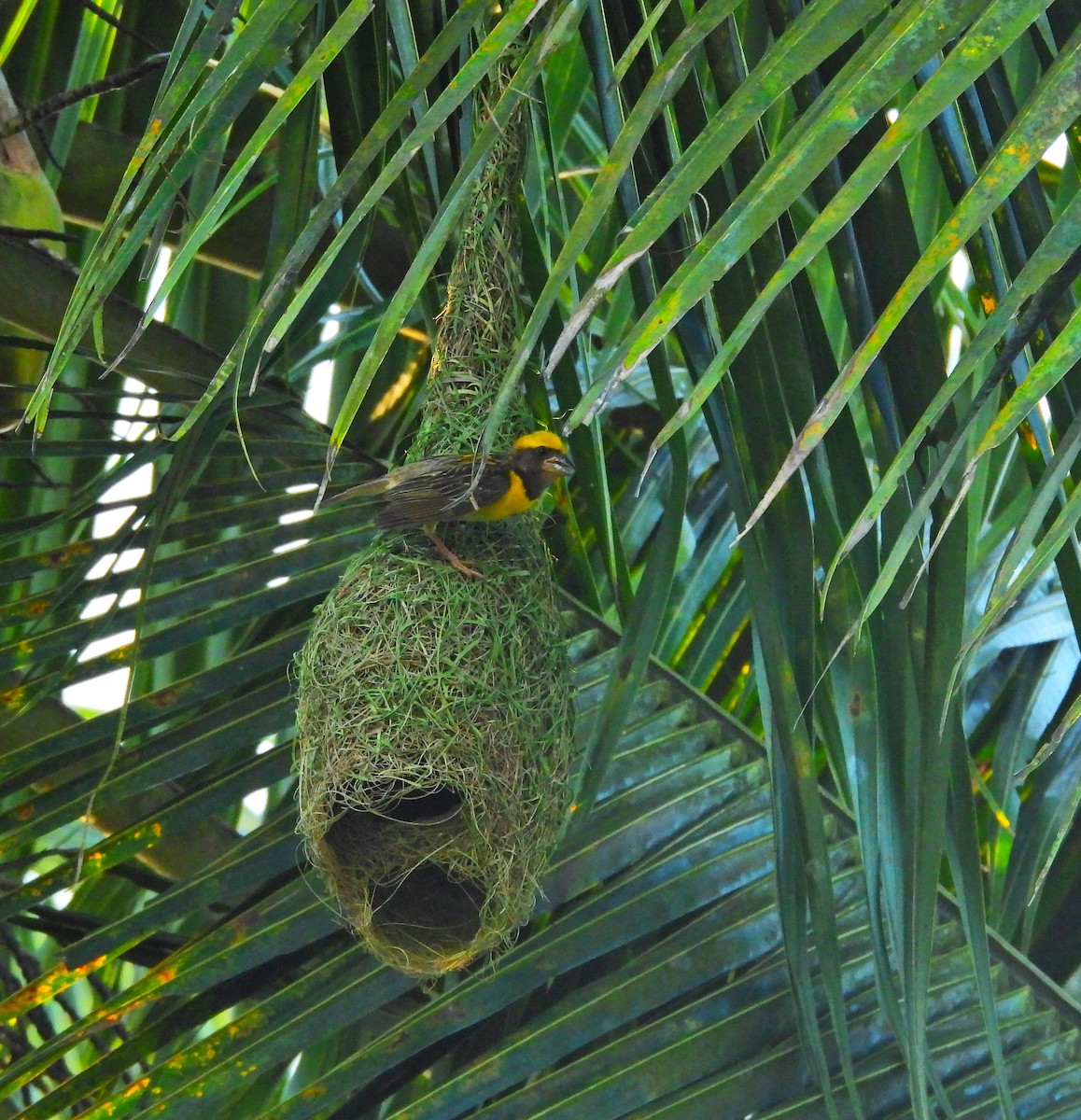 Baya Weaver - ML642900515