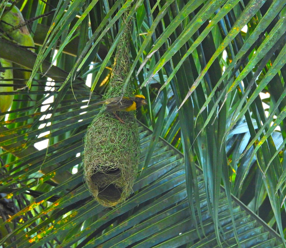 Baya Weaver - ML642900516