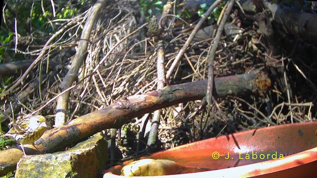 grønnfink - ML642900517