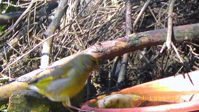 grønnfink - ML642900518