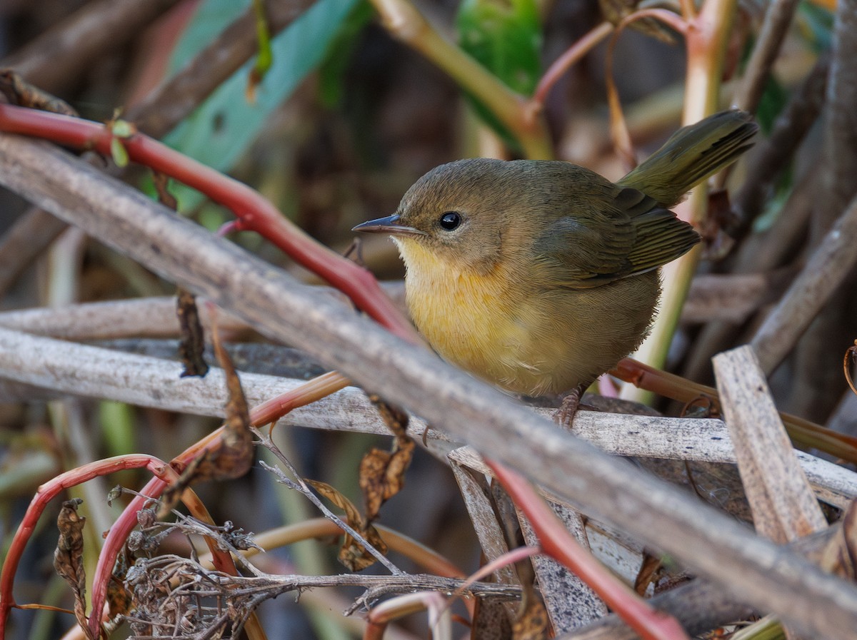 Common Yellowthroat - ML642900520