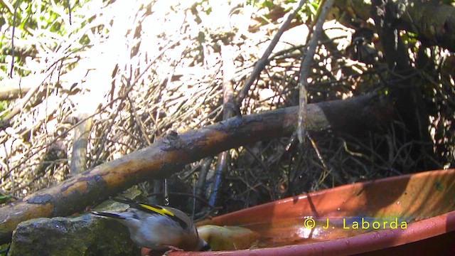 Бор бужирга - ML642900526